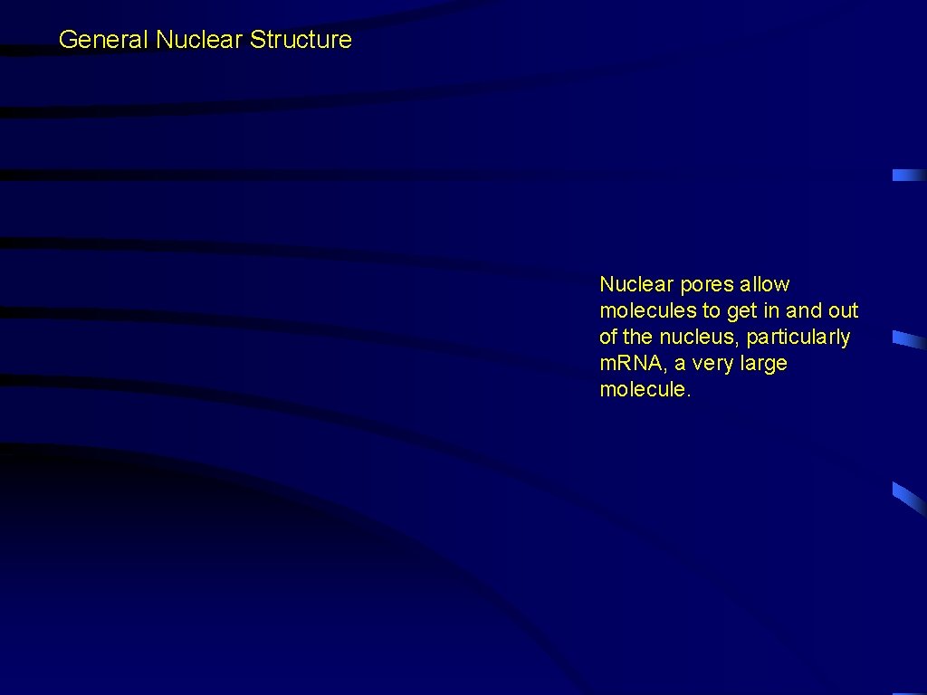 General Nuclear Structure Nuclear pores allow molecules to get in and out of the