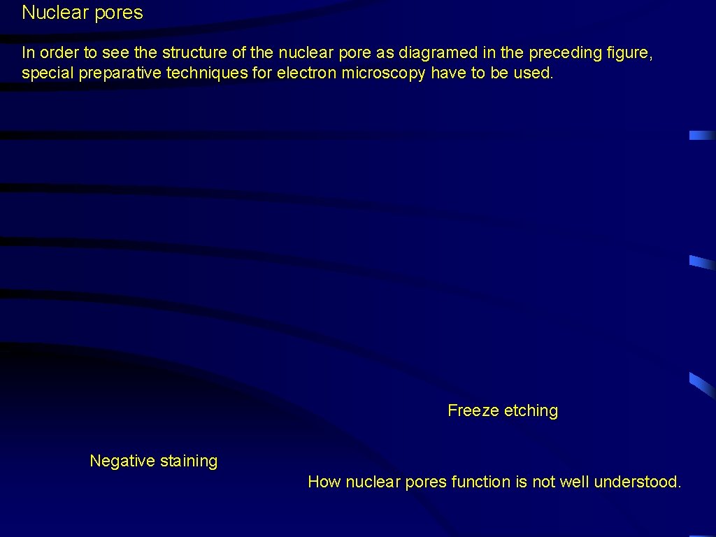 Nuclear pores In order to see the structure of the nuclear pore as diagramed