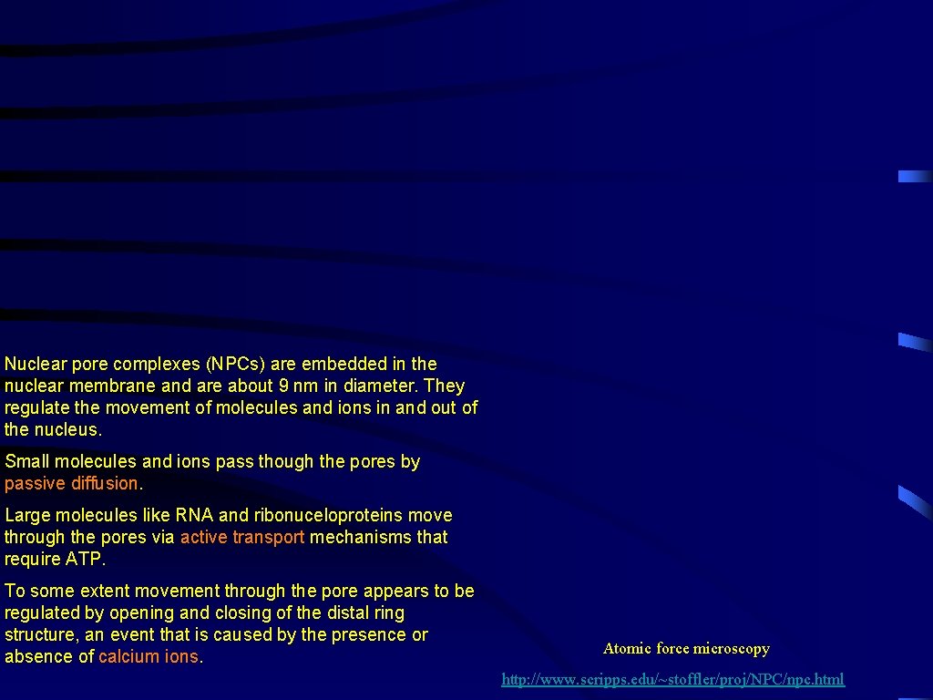 Nuclear pore complexes (NPCs) are embedded in the nuclear membrane and are about 9