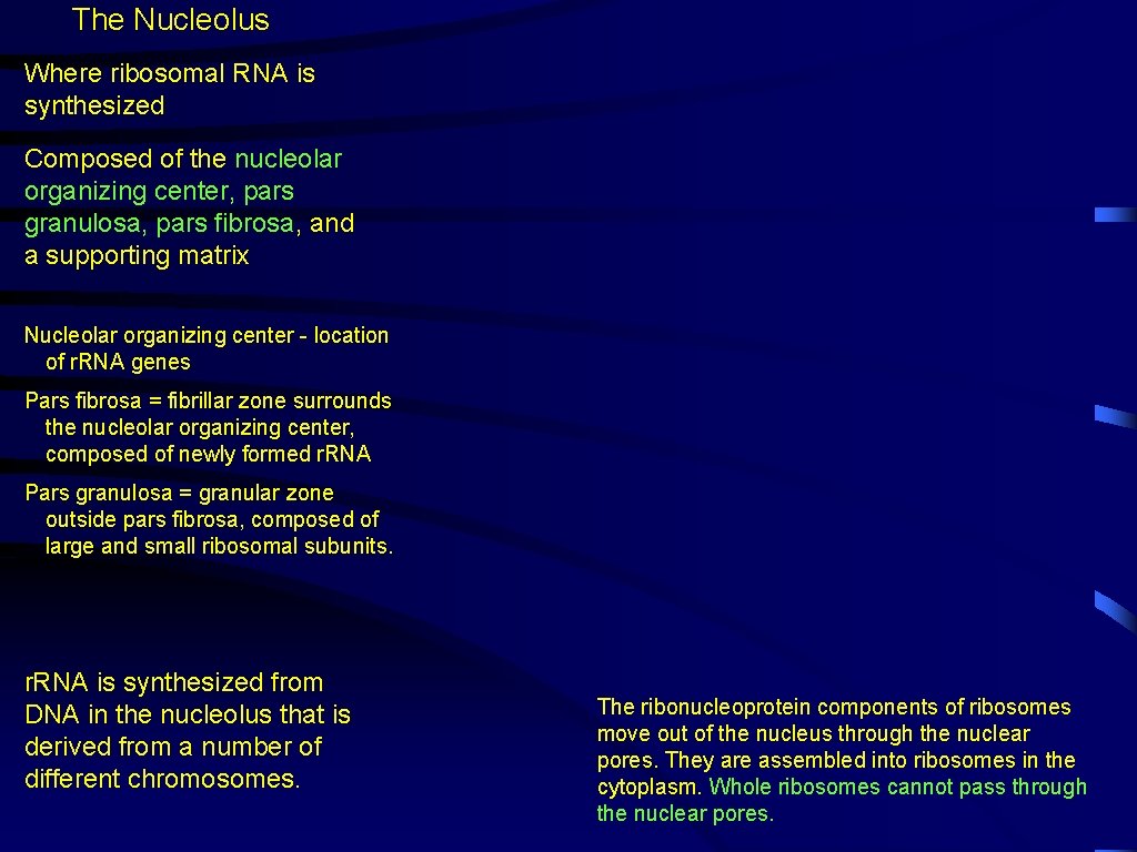 The Nucleolus Where ribosomal RNA is synthesized Composed of the nucleolar organizing center, pars