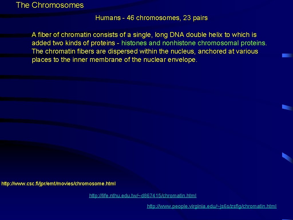 The Chromosomes Humans - 46 chromosomes, 23 pairs A fiber of chromatin consists of