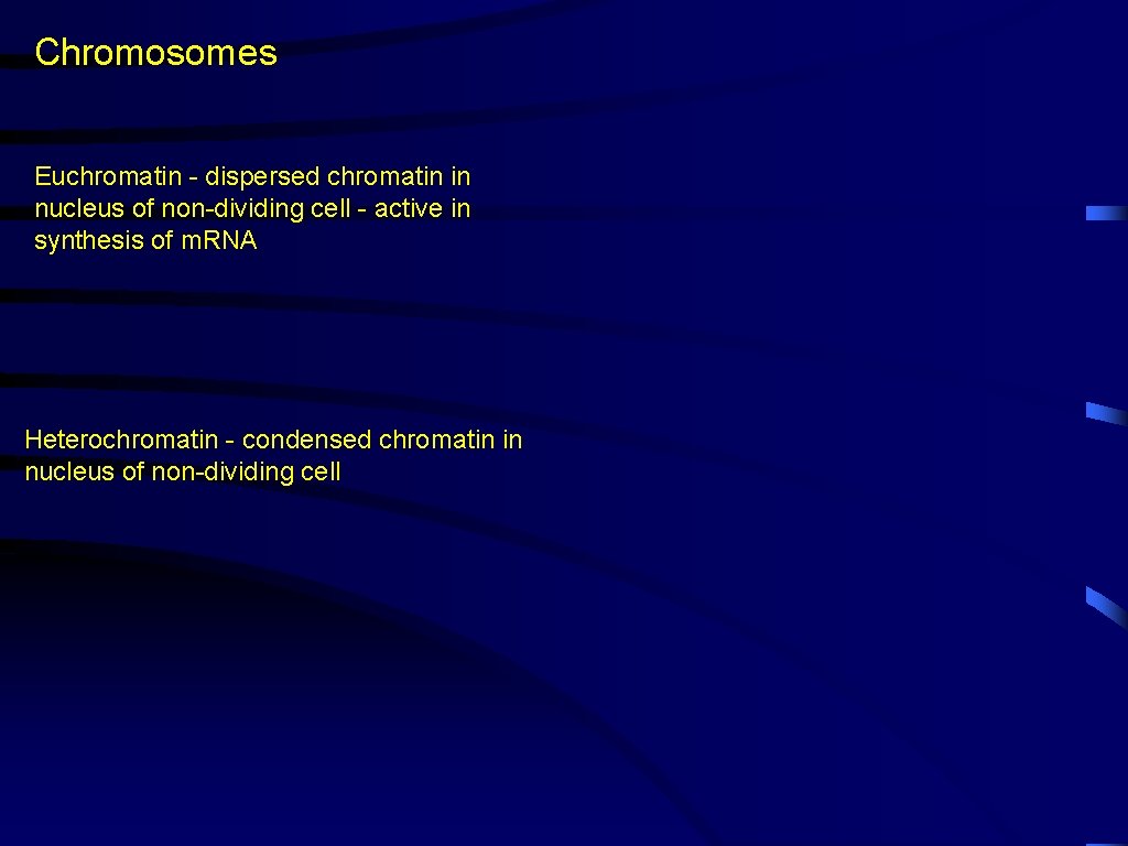 Chromosomes Euchromatin - dispersed chromatin in nucleus of non-dividing cell - active in synthesis