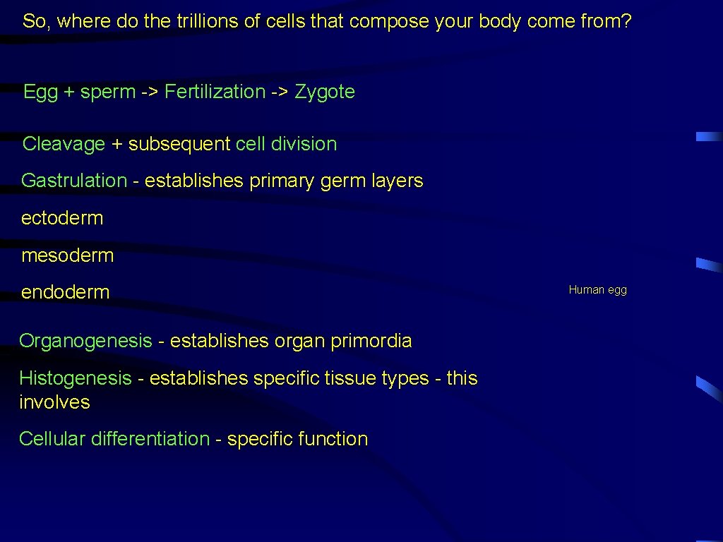So, where do the trillions of cells that compose your body come from? Egg