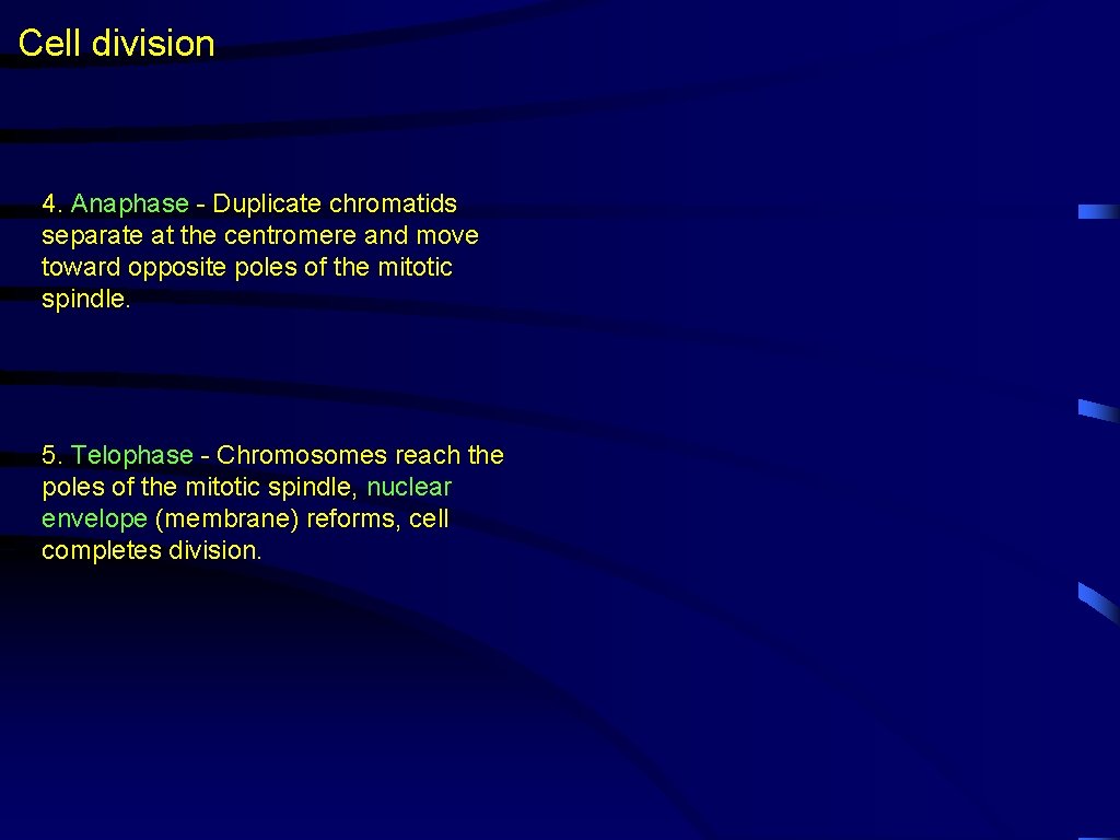 Cell division 4. Anaphase - Duplicate chromatids separate at the centromere and move toward