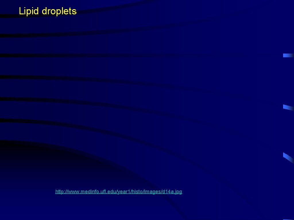 Lipid droplets http: //www. medinfo. ufl. edu/year 1/histo/images/d 14 a. jpg 