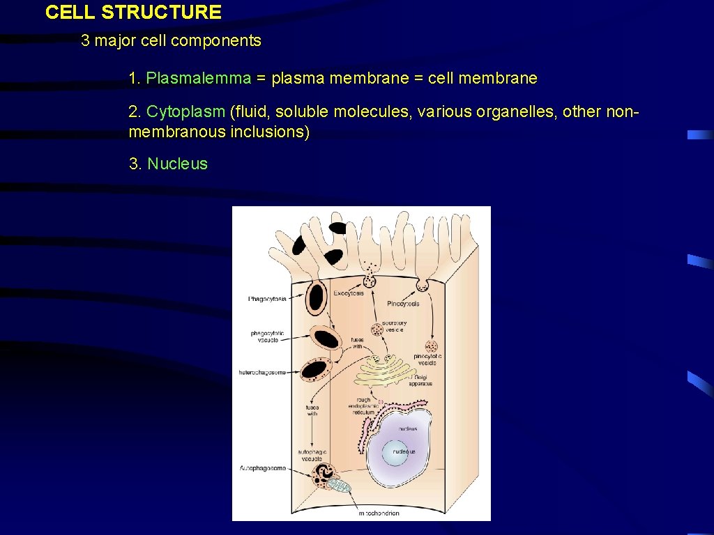 CELL STRUCTURE 3 major cell components 1. Plasmalemma = plasma membrane = cell membrane