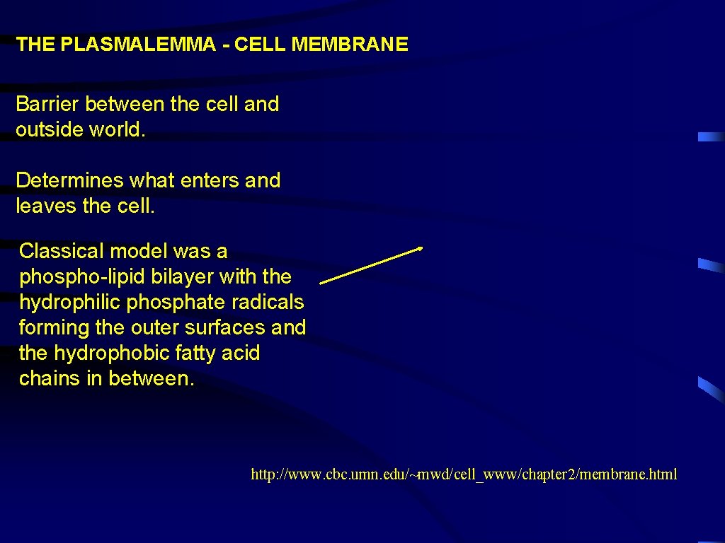THE PLASMALEMMA - CELL MEMBRANE Barrier between the cell and outside world. Determines what