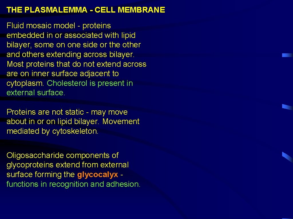 THE PLASMALEMMA - CELL MEMBRANE Fluid mosaic model - proteins embedded in or associated