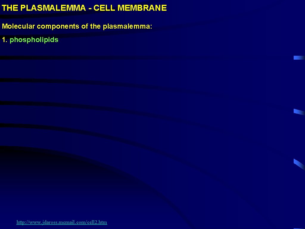 THE PLASMALEMMA - CELL MEMBRANE Molecular components of the plasmalemma: 1. phospholipids http: //www.