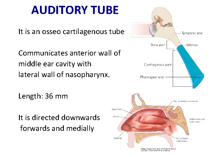 AUDITORY TUBE It is an osseo cartilagenous tube Communicates anterior wall of middle ear