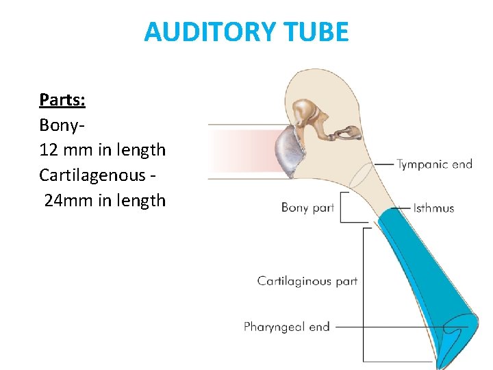 AUDITORY TUBE Parts: Bony 12 mm in length Cartilagenous 24 mm in length 