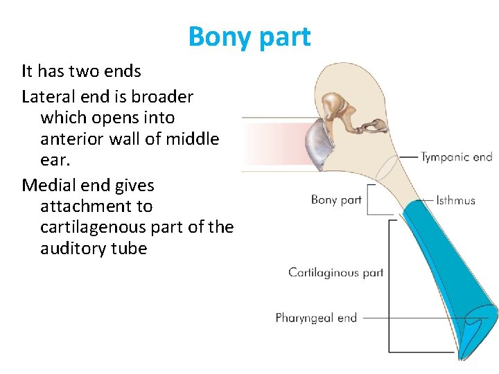 Bony part It has two ends Lateral end is broader which opens into anterior