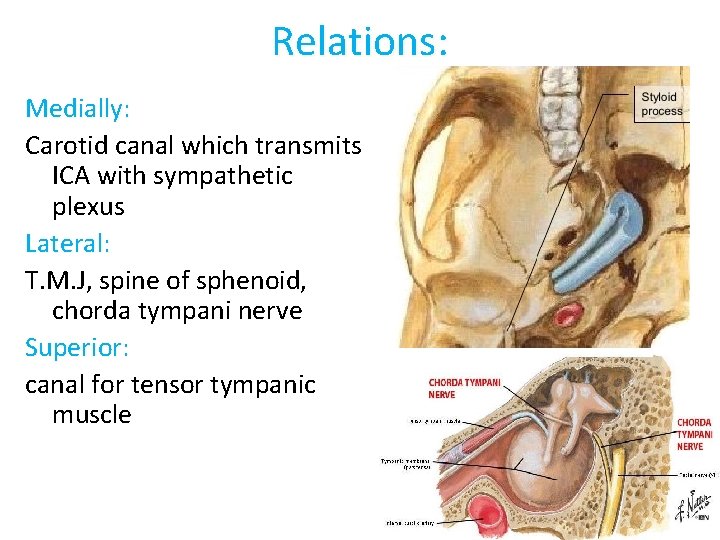 Relations: Medially: Carotid canal which transmits ICA with sympathetic plexus Lateral: T. M. J,