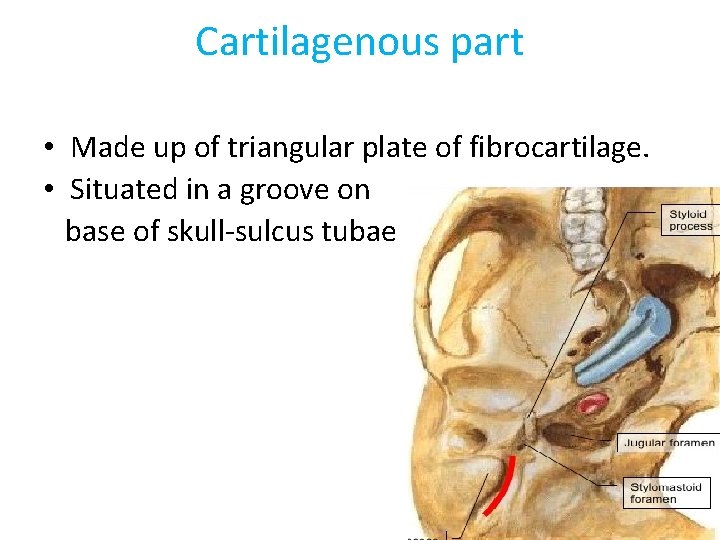 Cartilagenous part • Made up of triangular plate of fibrocartilage. • Situated in a
