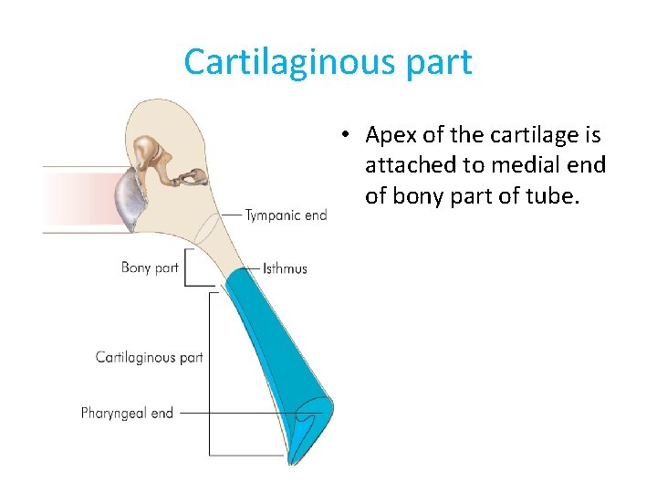 Cartilaginous part • Apex of the cartilage is attached to medial end of bony