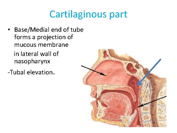 Cartilaginous part • Base/Medial end of tube forms a projection of mucous membrane in