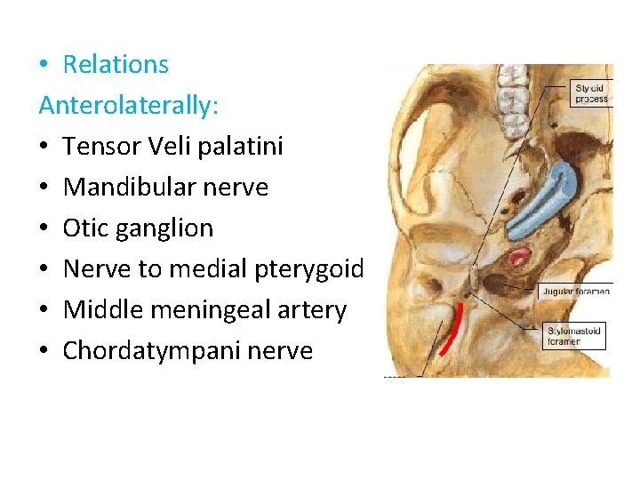  • Relations Anterolaterally: • Tensor Veli palatini • Mandibular nerve • Otic ganglion