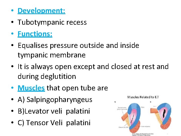  • • • Development: Tubotympanic recess Functions: Equalises pressure outside and inside tympanic