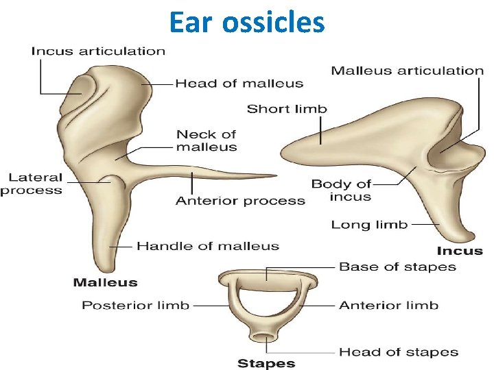 Ear ossicles 