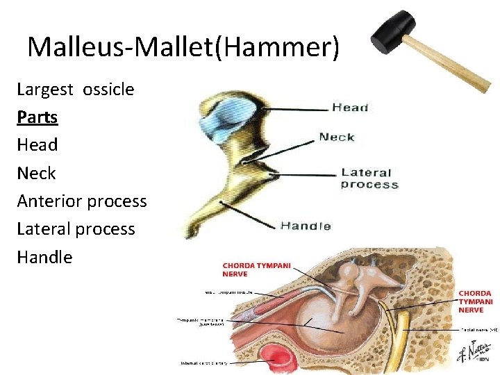 Malleus-Mallet(Hammer) Largest ossicle Parts Head Neck Anterior process Lateral process Handle 