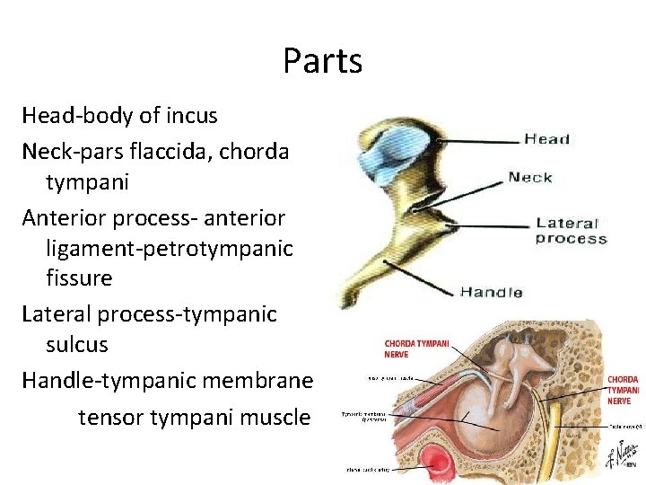 Parts Head-body of incus Neck-pars flaccida, chorda tympani Anterior process- anterior ligament-petrotympanic fissure Lateral