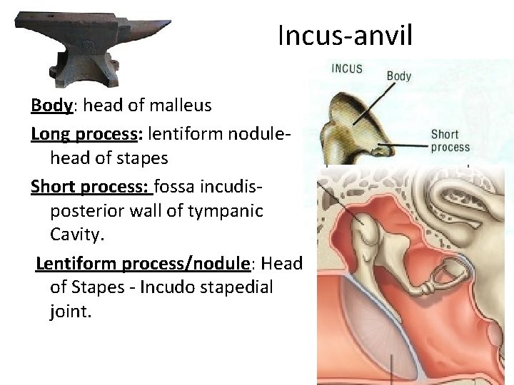 Incus-anvil Body: head of malleus Long process: lentiform nodulehead of stapes Short process: fossa