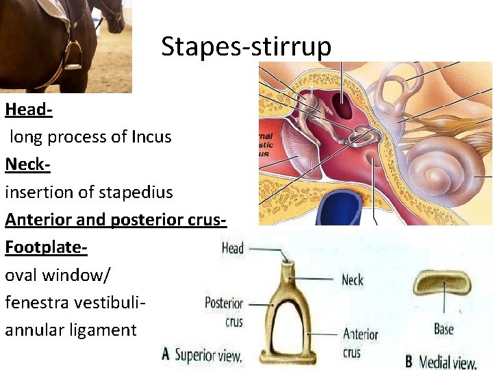 Stapes-stirrup Headlong process of Incus Neckinsertion of stapedius Anterior and posterior crus. Footplateoval window/