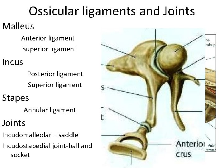 Ossicular ligaments and Joints Malleus Anterior ligament Superior ligament Incus Posterior ligament Superior ligament