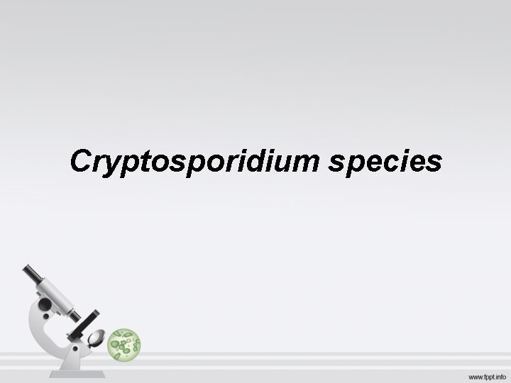 Cryptosporidium species 