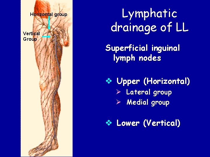 Lymphatic And Venous Drainage Of Lower Limb Veins
