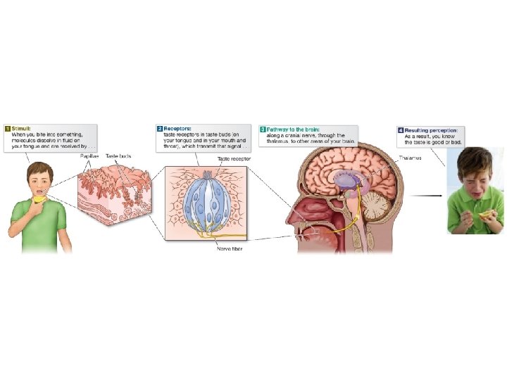 Diagram of a taste bud and we use it to taste Diagram of a taste bud and we use it to taste