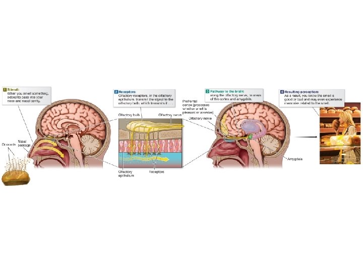 Diagram of olfactory receptors and the nasal passage to show people smell and the Diagram of olfactory receptors and the nasal passage to show people smell and the