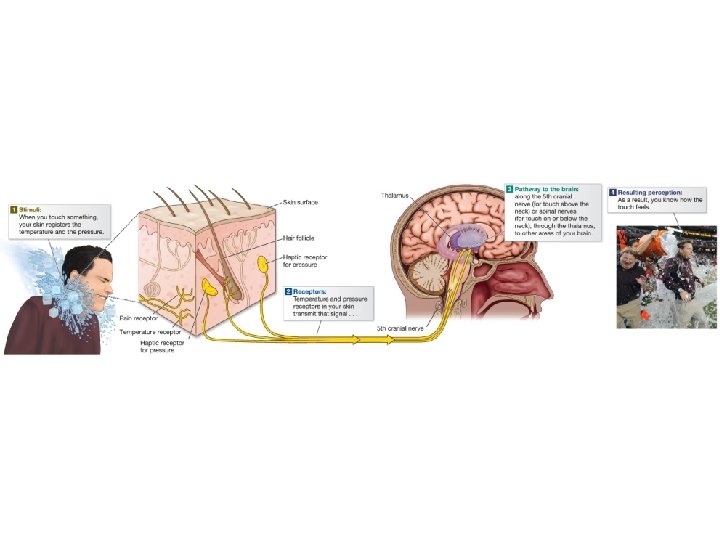 Diagram of haptic receptors in the skin and the sensory pathway to the brain Diagram of haptic receptors in the skin and the sensory pathway to the brain
