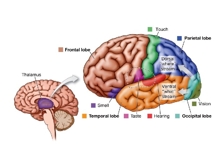 Diagram depicting the primary sensory areas of the human brain Diagram depicting the primary sensory areas of the human brain