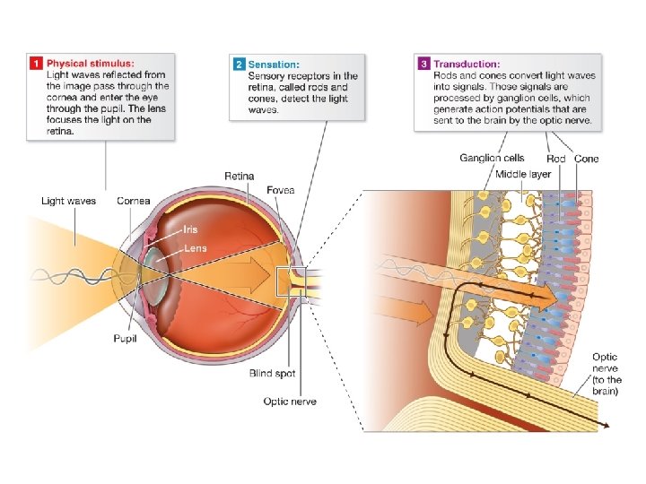 Diagram of the human eye displaying the process of how we see Diagram of the human eye displaying the process of how we see