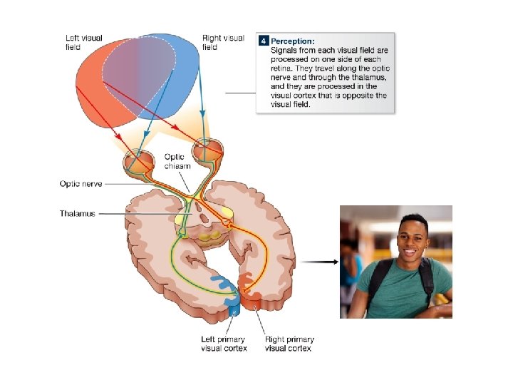 Diagram of the neural pathway from the eyes to the corresponding regions in the Diagram of the neural pathway from the eyes to the corresponding regions in the