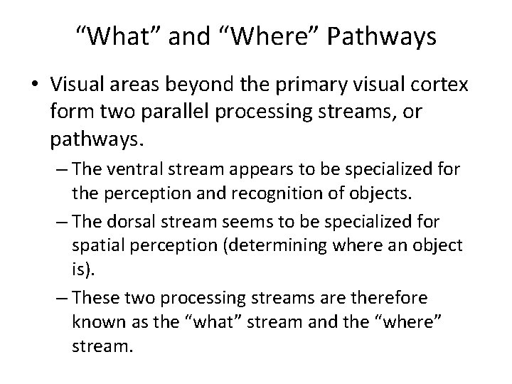 “What” and “Where” Pathways • Visual areas beyond the primary visual cortex form two “What” and “Where” Pathways • Visual areas beyond the primary visual cortex form two
