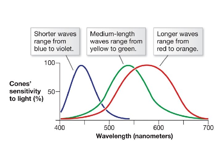 Line graph depicting the different colors that are visible on the electromagnetic spectrum and Line graph depicting the different colors that are visible on the electromagnetic spectrum and