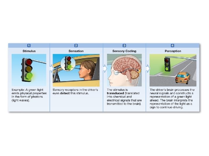 Diagram demonstrating an example of sensory input being transferred to perception Diagram demonstrating an example of sensory input being transferred to perception
