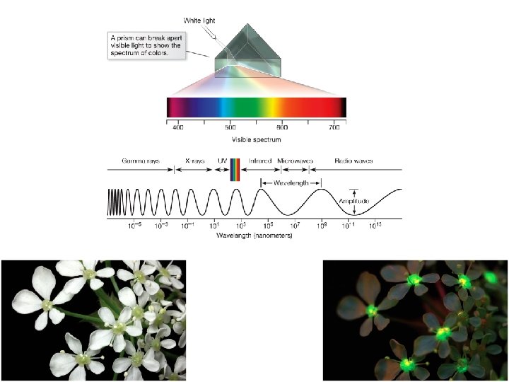 Image A depicts a diagram showing the visible spectrum of light along with the Image A depicts a diagram showing the visible spectrum of light along with the