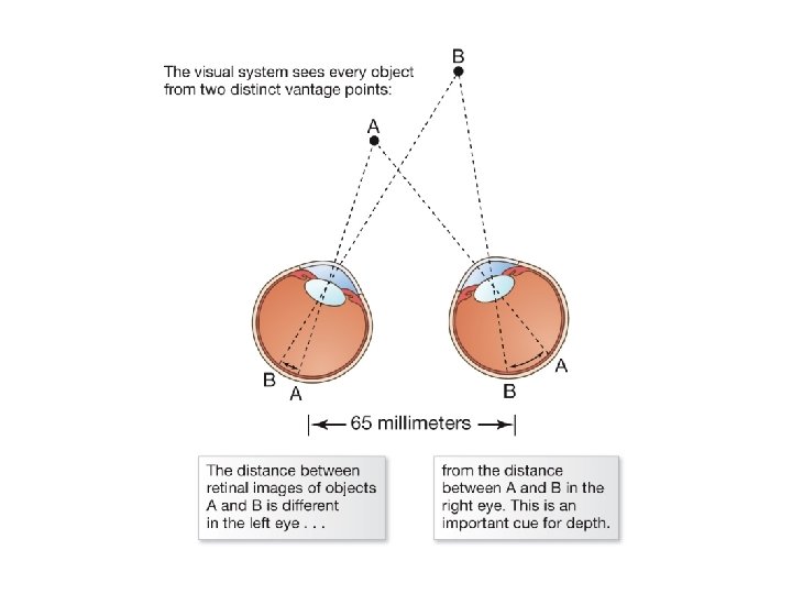 Diagram showing binocular disparity between each eye Diagram showing binocular disparity between each eye