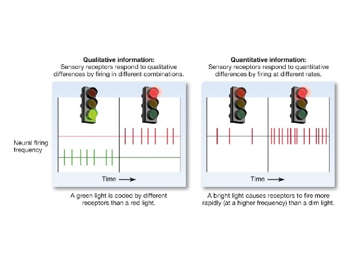 Diagram contrasting qualitative and quantitative sensory information Diagram contrasting qualitative and quantitative sensory information