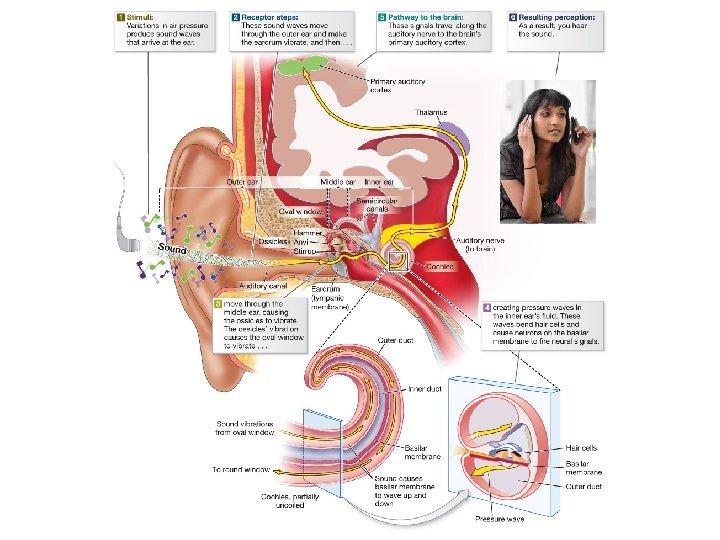 Diagram of the human ear and how it allows us to hear Diagram of the human ear and how it allows us to hear