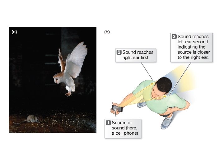 Image A depicts a barn owl swooping down to catch a mouse. Image B Image A depicts a barn owl swooping down to catch a mouse. Image B