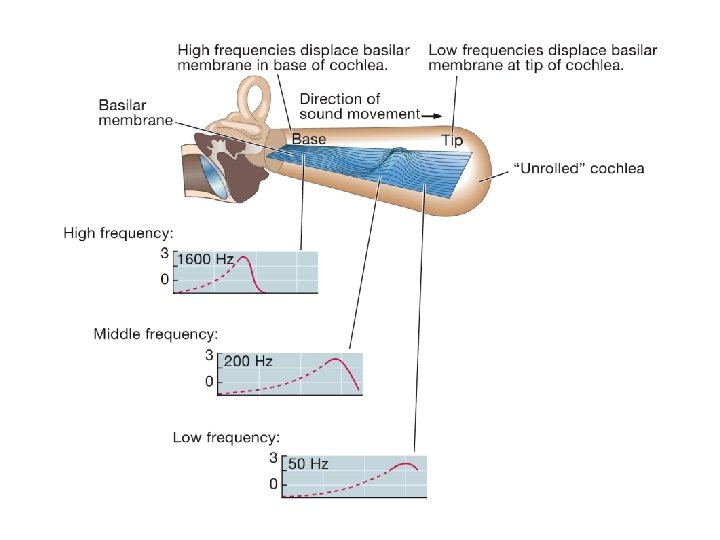 Diagram of an unrolled cochlea and the different regions that handle different frequencies Diagram of an unrolled cochlea and the different regions that handle different frequencies