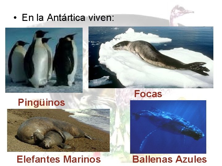  • En la Antártica viven: Pingüinos Elefantes Marinos Focas Ballenas Azules 
