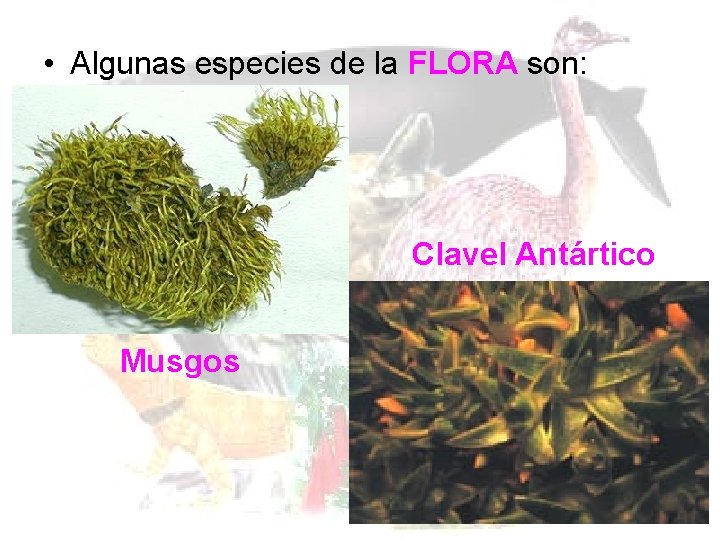  • Algunas especies de la FLORA son: Clavel Antártico Musgos 
