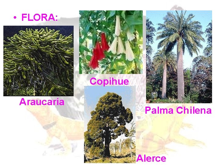  • FLORA: Copihue Araucaria Palma Chilena Alerce 