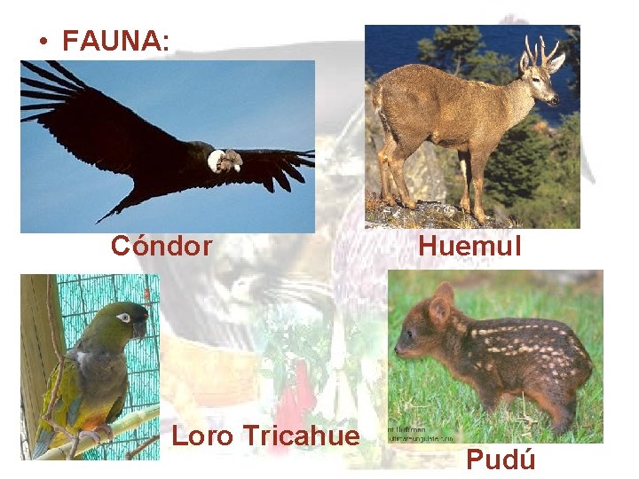  • FAUNA: Cóndor Loro Tricahue Huemul Pudú 