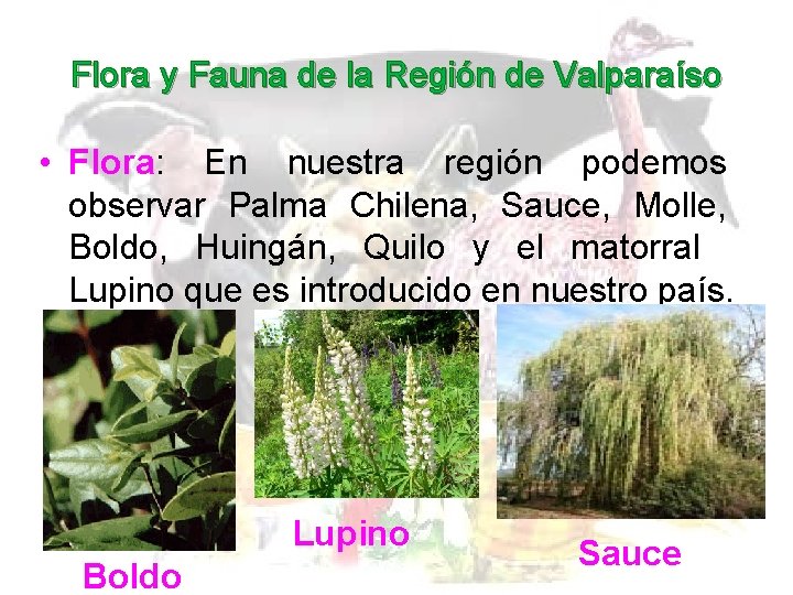 Flora y Fauna de la Región de Valparaíso • Flora: En nuestra región podemos
